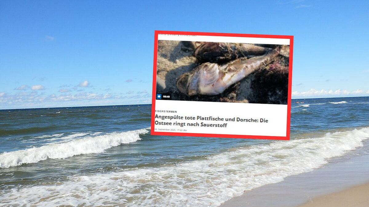 Tysiące martwych ryb na plażach w okolicach Rostocku