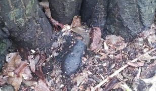 Pocisk artyleryjski i granat w lesie. Niewybuchy odkryte w Małopolsce