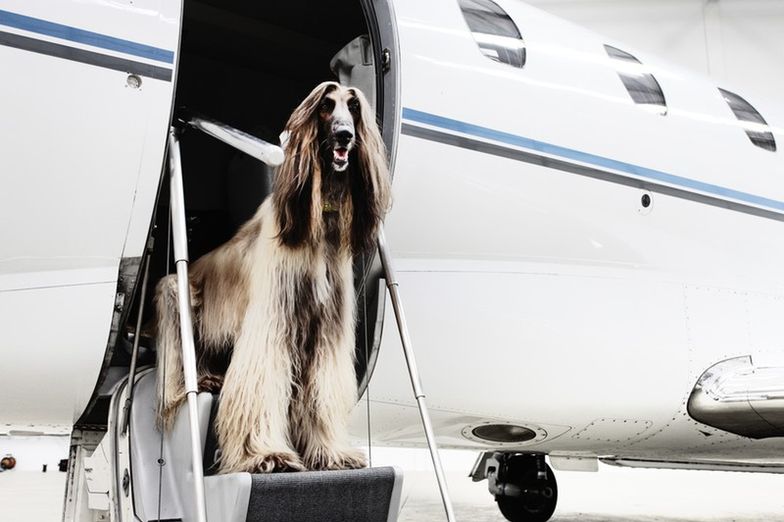 Pies w samolocie - w kabinie czy w luku bagażowym?<br/>