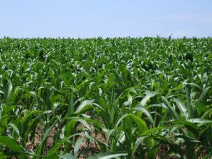 Szkodliwe biopaliwa z kukurydzy i trzciny cukrowej (?)