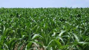 Szkodliwe biopaliwa z kukurydzy i trzciny cukrowej (?) 1