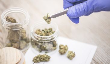 Ogromne zapotrzebowanie na marihuanę medyczną. "Czas ograniczyć, czy zalegalizować?"