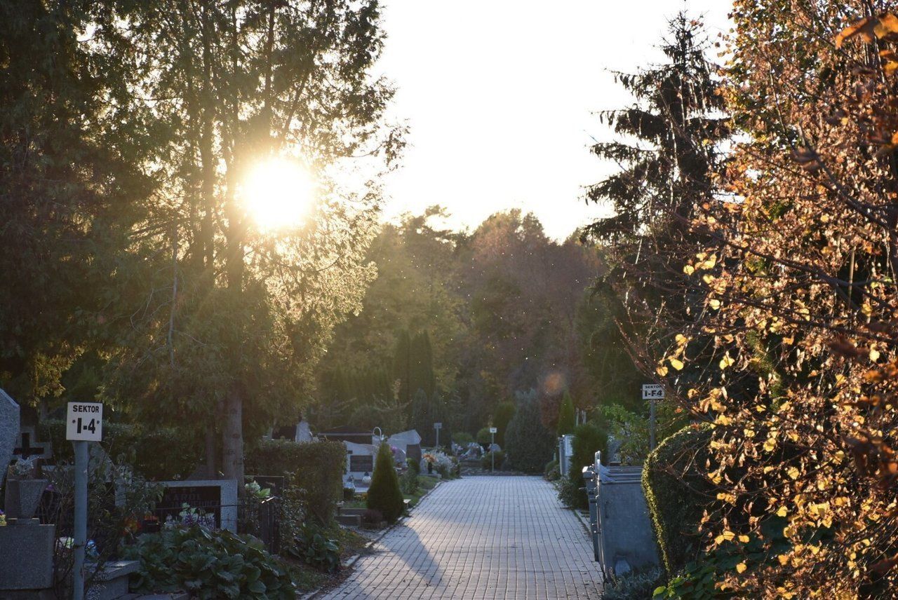 Psy na cmentarzu w Malborku. Zakaz był nielegalny