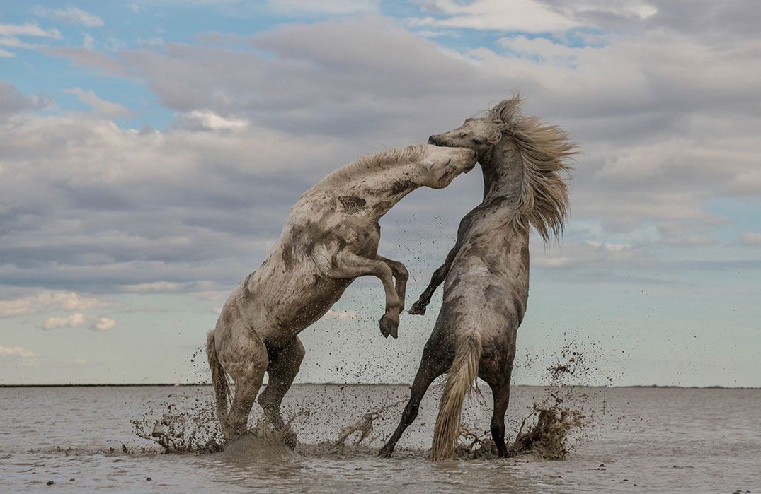 Natura na zdjęciach zwycięzców konkursu The Nature Conservancy Photo Contest 2018