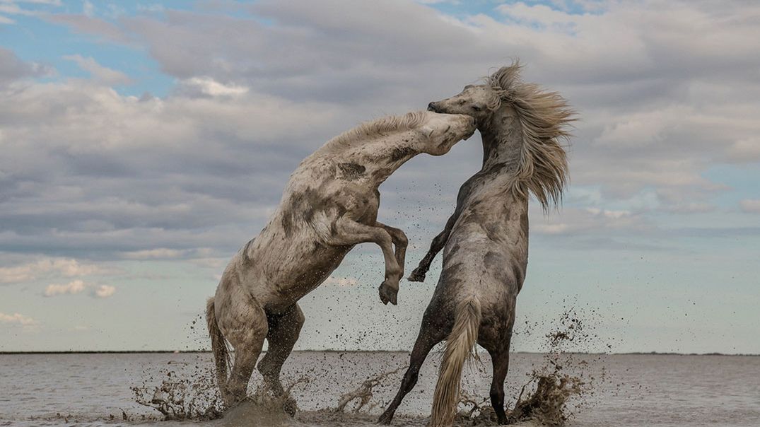 Natura na zdjęciach zwycięzców konkursu The Nature Conservancy Photo Contest 2018 1