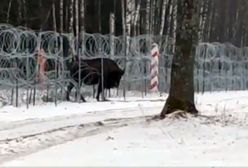 Mańka jest już w Polsce. Żołnierze ściągnęli żubra przez zasieki