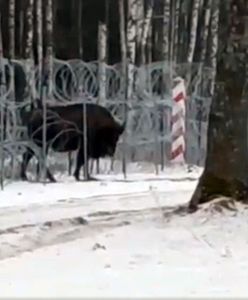 Mańka jest już w Polsce. Żołnierze ściągnęli żubra przez zasieki