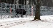 Mańka jest już w Polsce. Żołnierze ściągnęli żubra przez zasieki