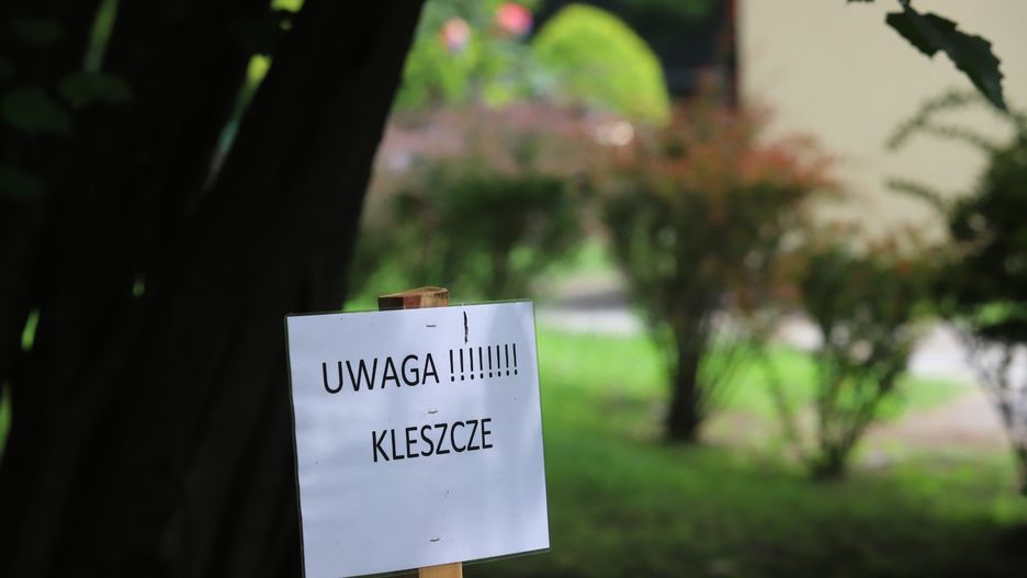 Kleszcze przenoszą groźne choroby