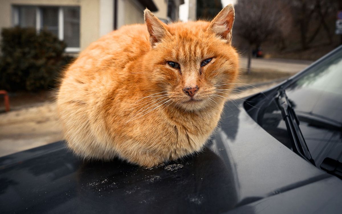 Weterynarz wskazał cztery rasy kotów, których nigdy nie kupi