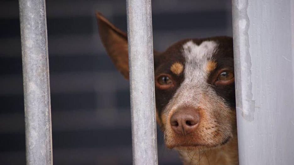 Wrocław. Koronawirus zaatakował schronisko. Placówka zamknięta do 12 marca