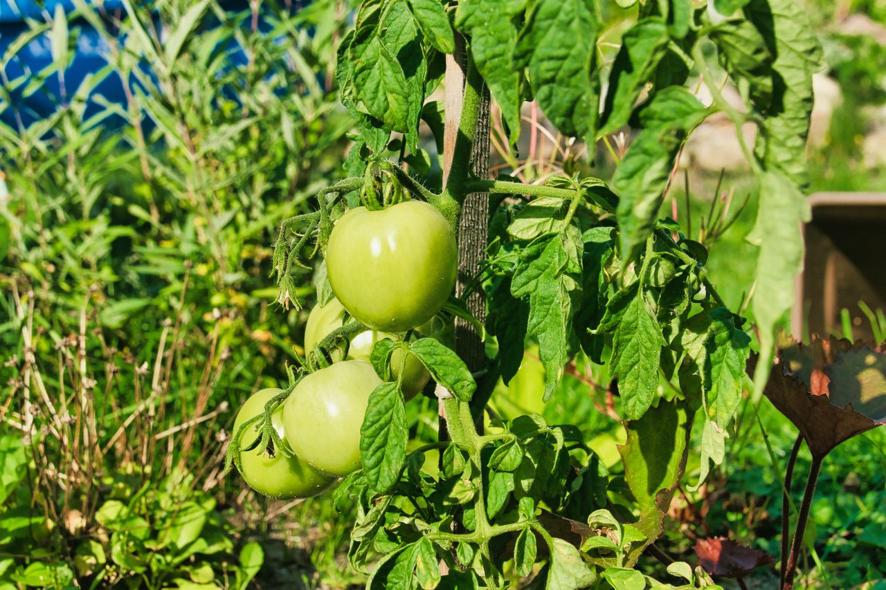 What to do with tomato bushes after the season?