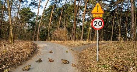 Uwaga kierowcy! W Poznaniu żaby przejmują stery (i ulice)