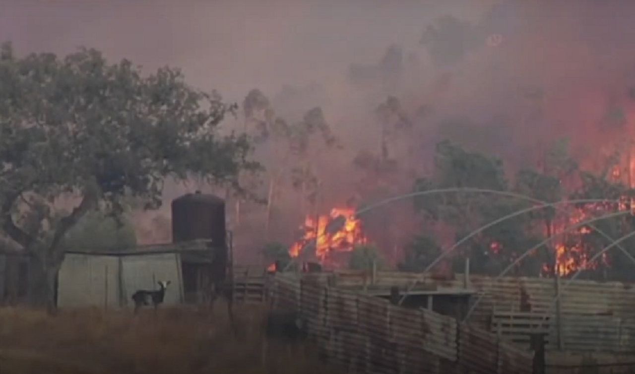 Pożary lasów w Hiszpanii. Ponad 500 strażaków walczy z żywiołem. Ewakuowano 3,5 tys. osób - Pożary w Hiszpanii. Ogień zabił dziesiątki zwierząt