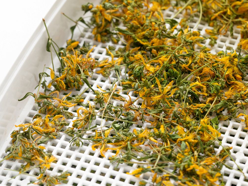 Dziurawiec może zaszkodzić