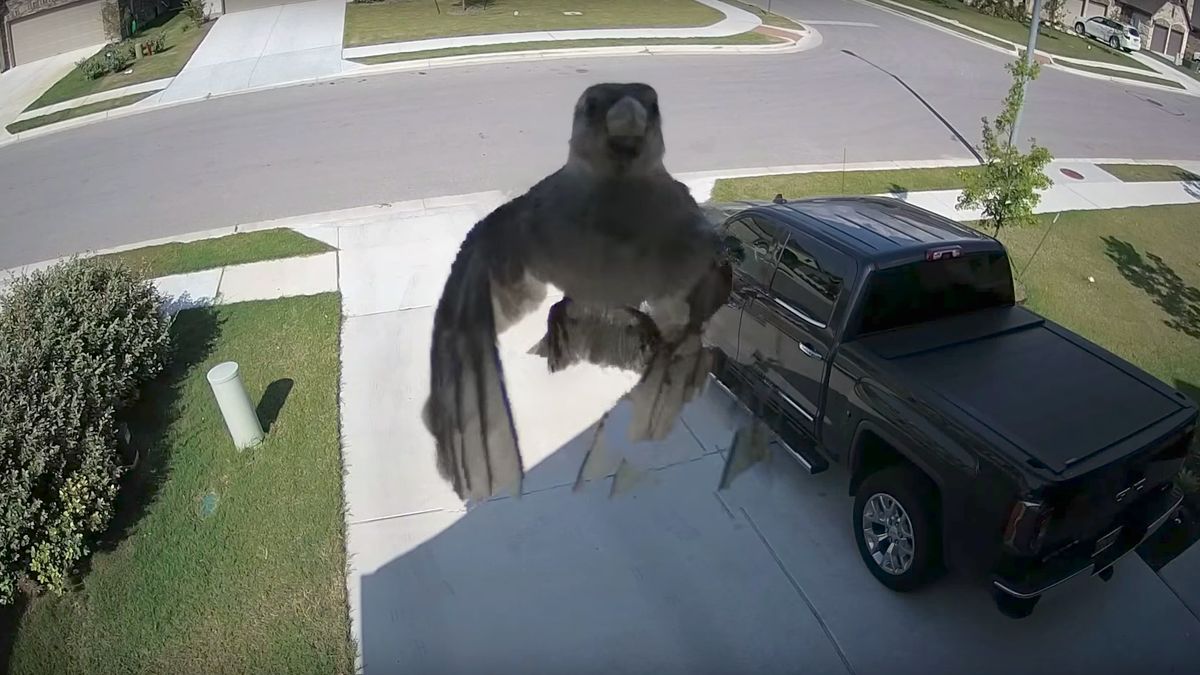 Widzieliście już tego lewitującego ptaka? To wszystko przez synchronizację klatek 1