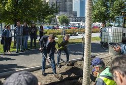 Warszawa. Zielona zmiana. 118 drzew zostanie posadzonych w Nowym Centrum Warszawy