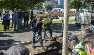 Warszawa. Zielona zmiana. 118 drzew zostanie posadzonych w Nowym Centrum Warszawy
