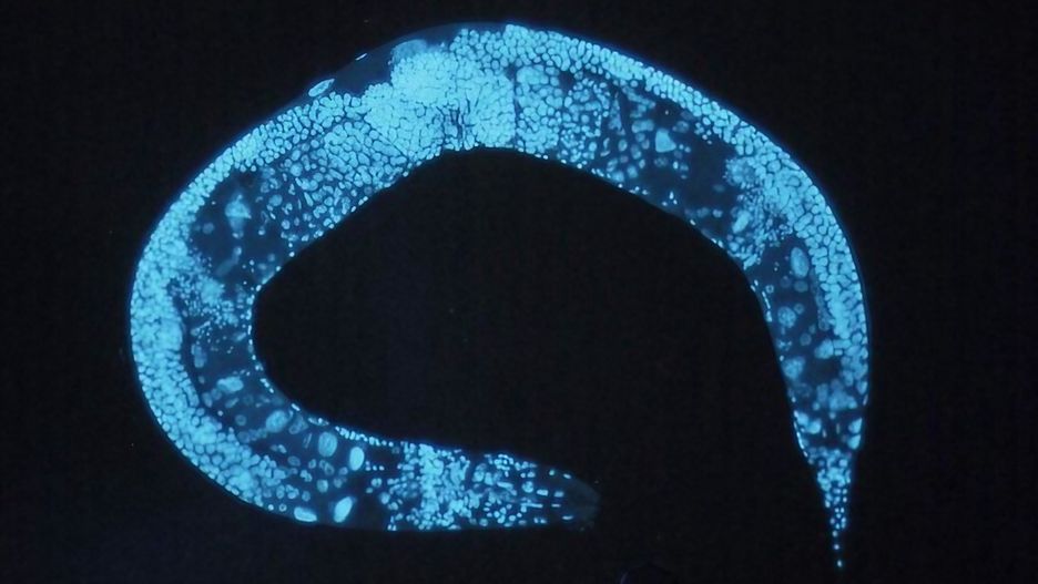 Plastik uszkadza DNA