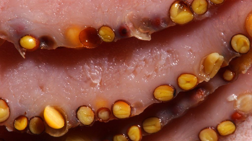 Szynka w plastrach w opakowaniu (96% bez tłuszczu, z dodatkiem wody)