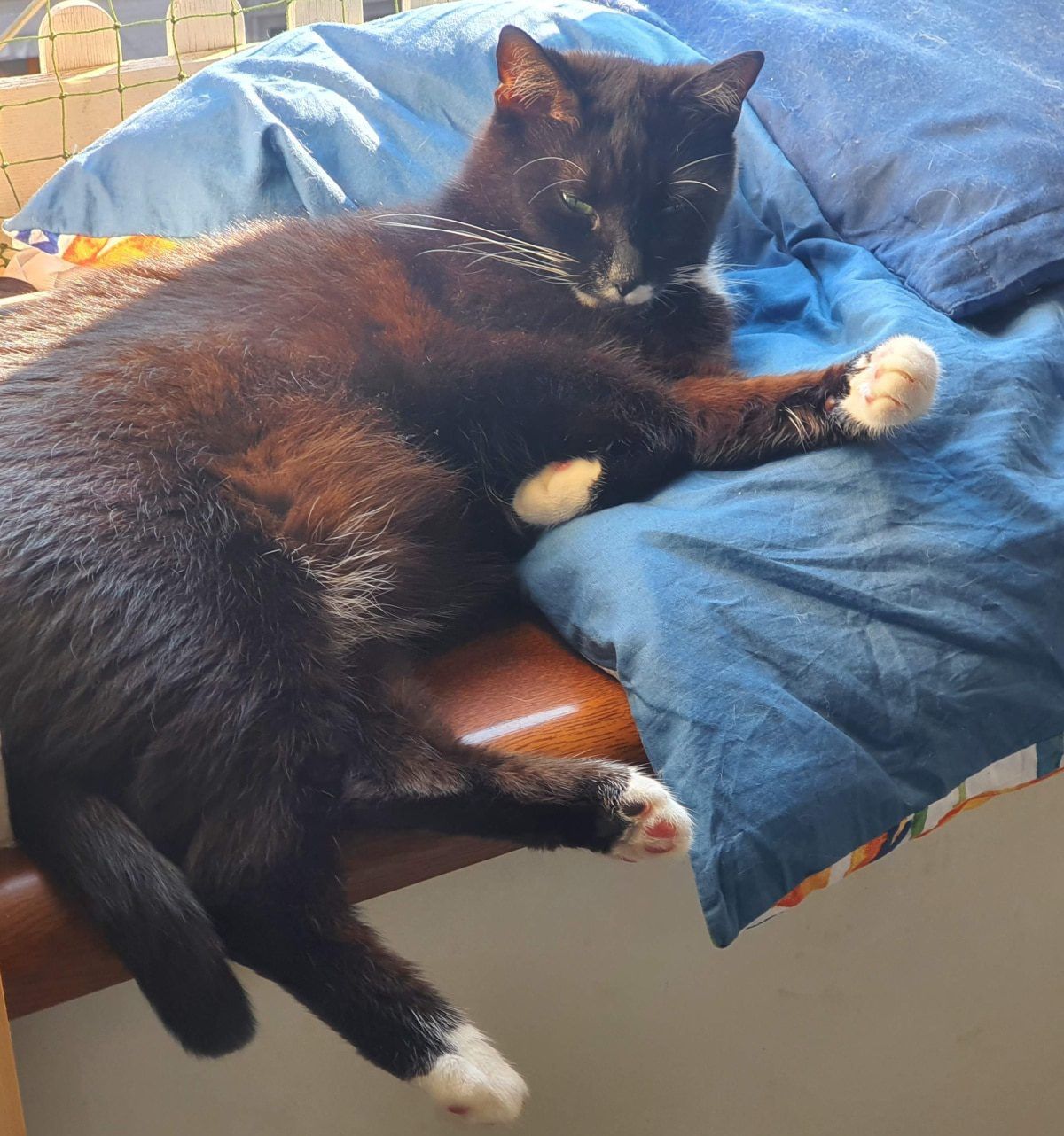 Kot obronny. Kot uratował dziecko! I co na to psiarze?