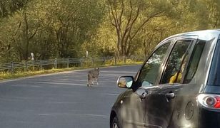 W piątek powinniśmy znać wyniki badań zastrzelonego wilka