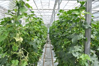 Mróz zniszczył szklarnię na Kujawach. Rolnik liczy straty po awarii prądu