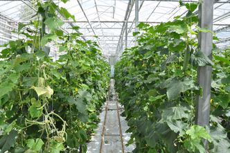 Mróz zniszczył szklarnię na Kujawach. Rolnik liczy straty po awarii prądu