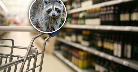 Włamał się do sklepu i wypił alkohol. Schronisko zarobiło fortunę