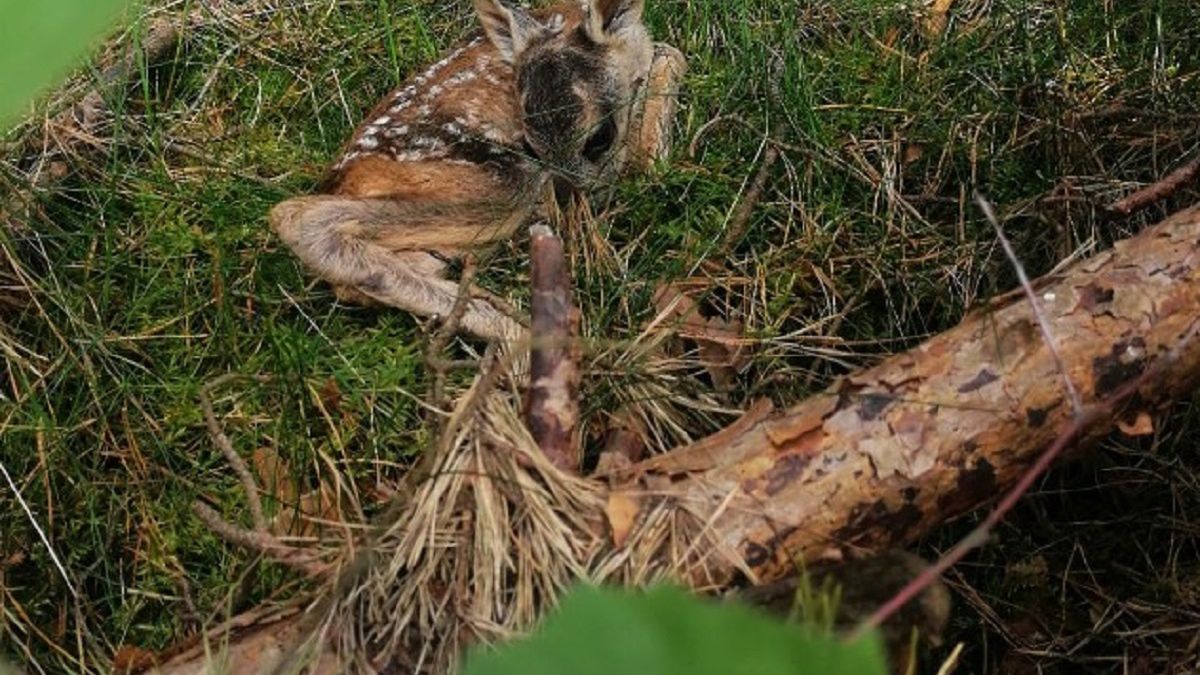 Oto koźlę sarny. Nie zabieraj go do domu. 