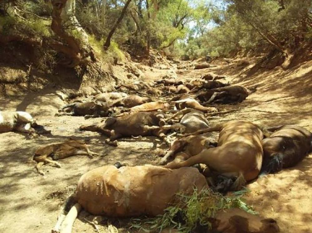 Wstrząsające zdjęcia z Australii. Susza i upały zabijają kolejne zwierzęta