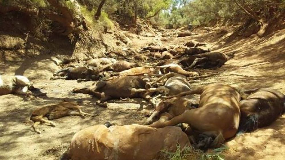 Wstrząsające zdjęcia z Australii. Susza i upały zabijają kolejne zwierzęta 1