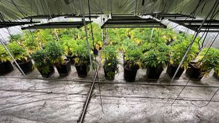 Sławno: Plantacja konopi zlikwidowana. Policjanci przejęli 80 kg narkotyku, broń i amunicję