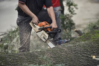 Zmiany w wycince drzew na prywatnej działce. Rząd podjął decyzję