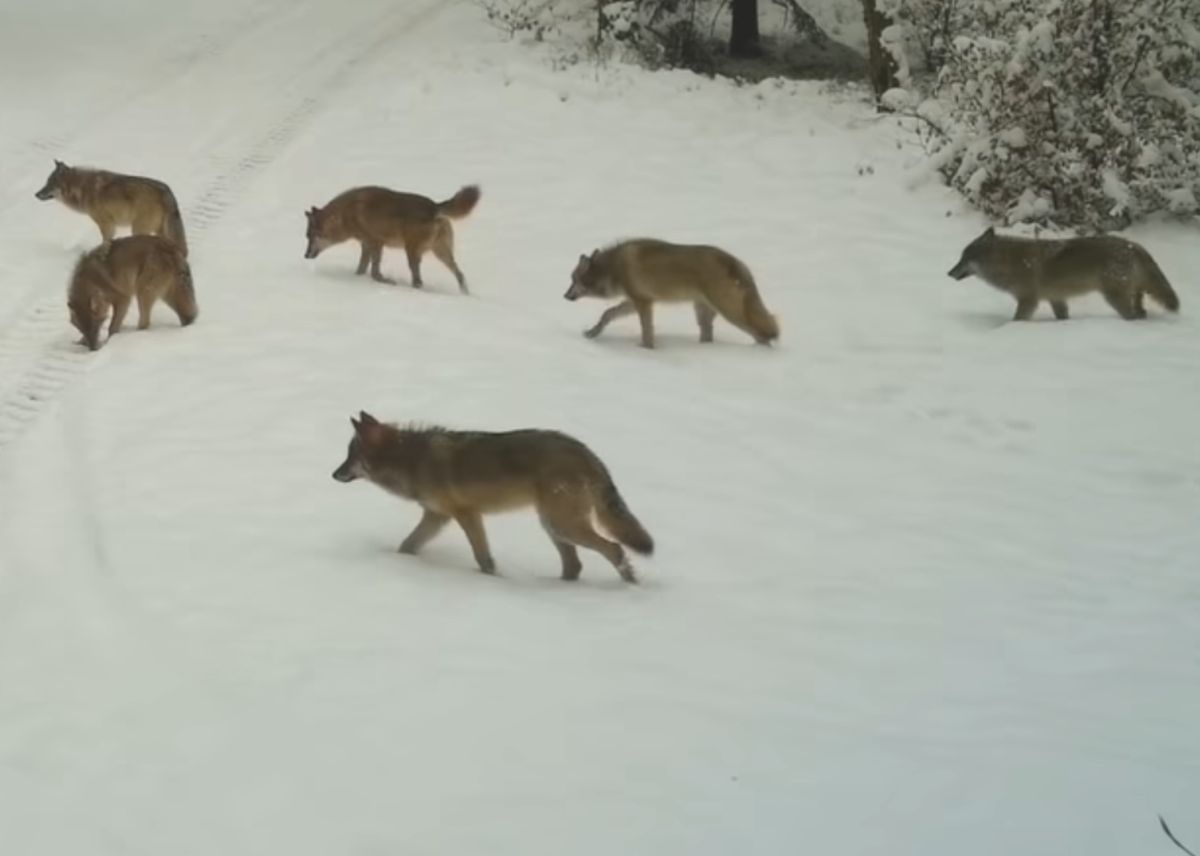 Na zamieszczonym w sieci nagraniu widać łącznie 11 wilków 