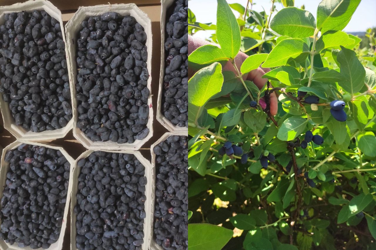 "Ostatnie samozbiory". Rolnik zaprasza. Oto cena za kilogram