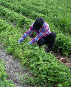 Tłumy większe niż na pielgrzymkach. Rolnik wprowadził zapisy