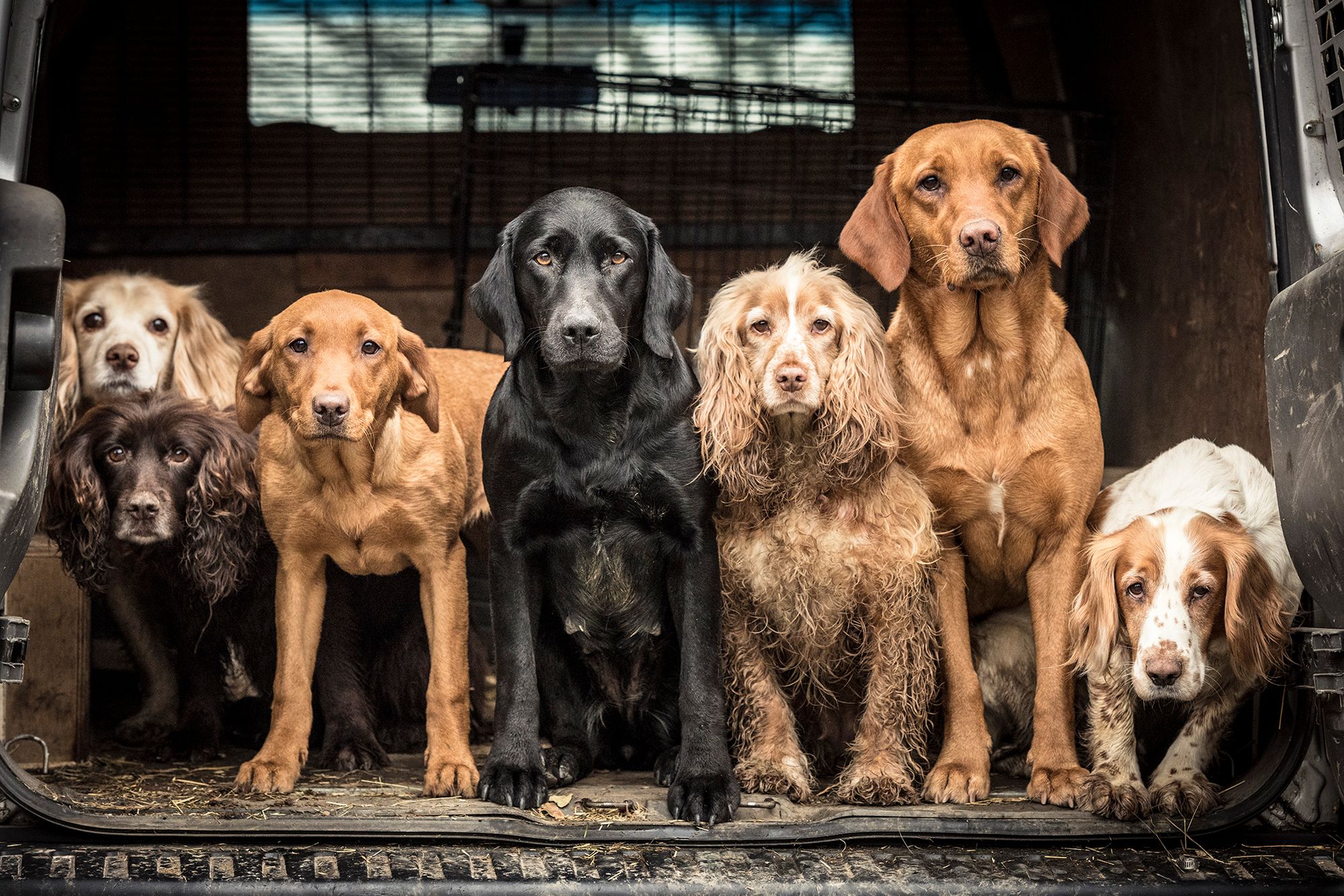 Najpiękniejsze zdjęcia psów w konkursie Dog Photographer of the Year 2018 5