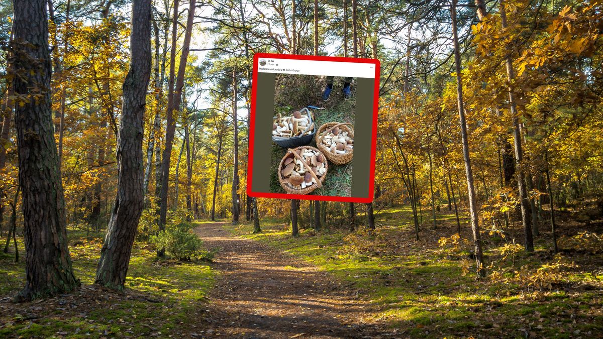 Pokazał zdjęcie z grzybobrania. Imponujący zbiór.