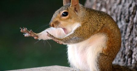 Znamy zwycięzcę Comedy Wildlife Photography Awards 2018