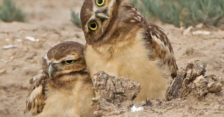 Najśmieszniejsze zwierzęta w konkursie Comedy Wildlife Photography Awards 2019