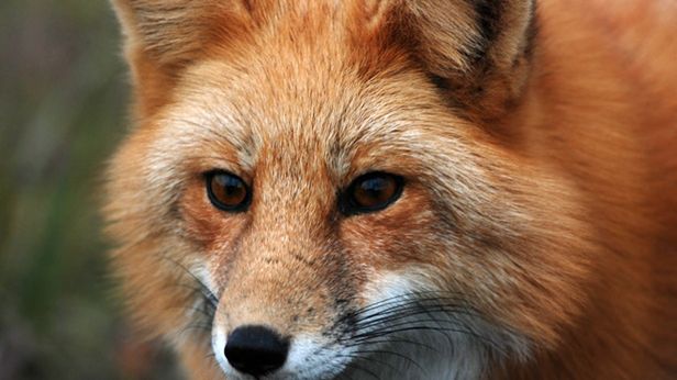 Twórcy Firefoksa budują własny system operacyjny. Idą na wojnę z Androidem? 1