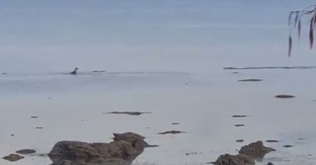 Krokodyl gonił psa. Nagranie z australijskiej plaży