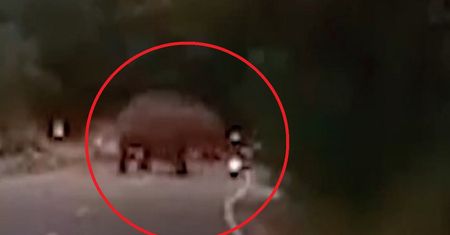 Atak słonia w Indiach. Zginął niemiecki turysta