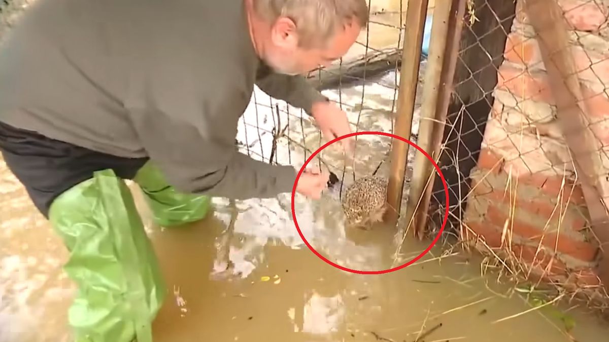 Operator uratował jeża