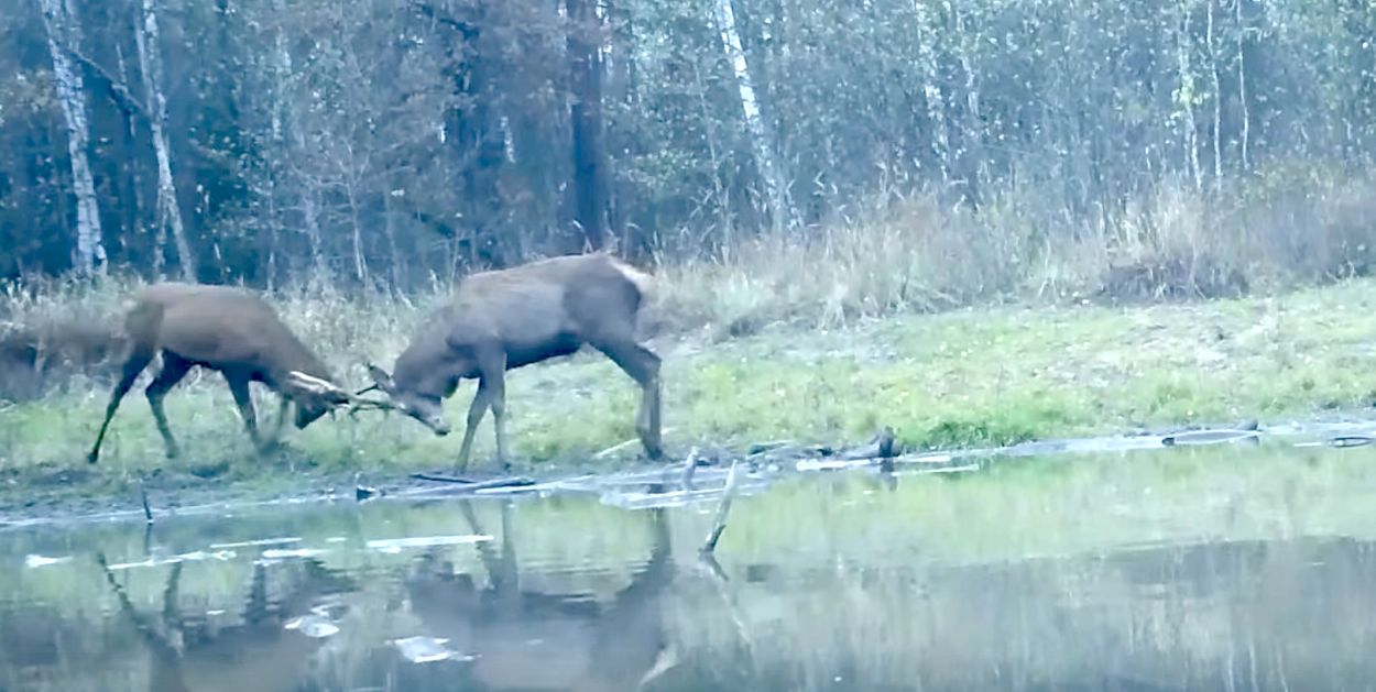 Pułtusk: Waleczny jeleń z jednym rogiem. Zwyciężył mimo wszystko
