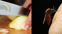 Masz dość komarów? Wypróbuj trik z cebulą