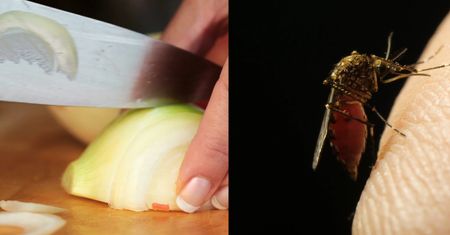 Masz dość komarów? Wypróbuj trik z cebulą