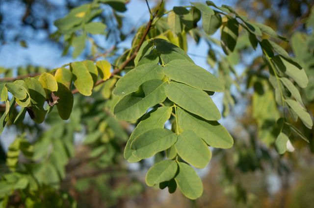 50 mm, 1/250 s, f/5.6, ISO 100, RAW, E PZ 16-50mm F3.5-5.6 OSS