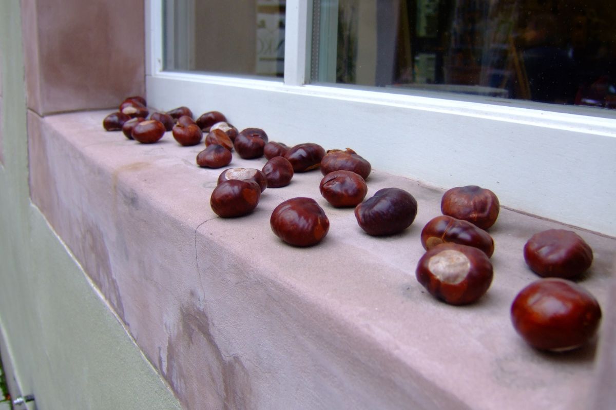 Fall chestnut hacks: From chic decor to natural pest control
